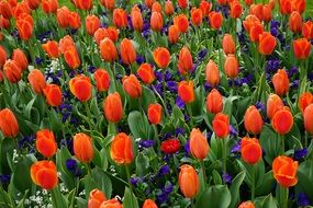 red tulips purple blooms field
