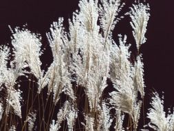 miscanthus sinensis ornamental plant