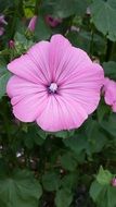 flower blossom bloom pink plant close