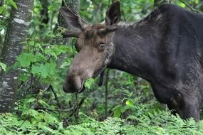 Moose in wildlife