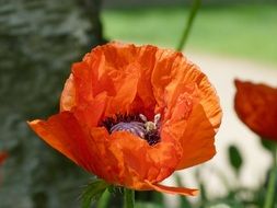 bee on red poppy flower