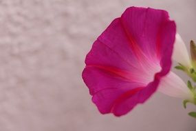 fragile pink flowers in the garden