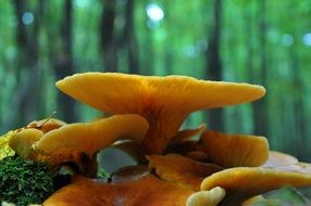 yellow mushroom in the forest