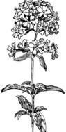 plant with lush inflorescence as a black and white graphic illustration