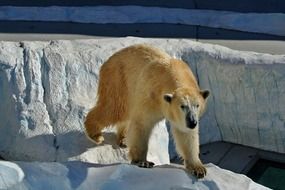 very beautiful polar bear