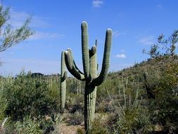 cactus saguaro