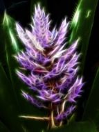 abstract drawing of a spiky flower