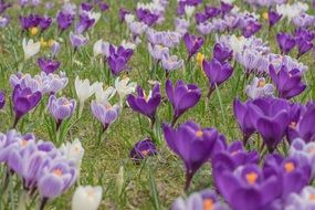 cute crocus blossom