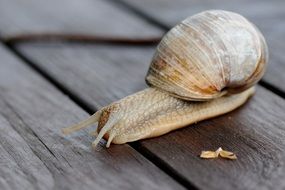 white snail on the bench