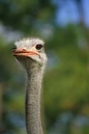 ostrich with long neck