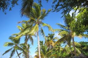 green palm trees under blue sky