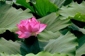 Beautiful pink gradient blossoming lotus flower among the green leaves