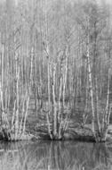 forest near water in black and white