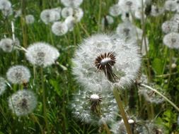 meadow of dandelions