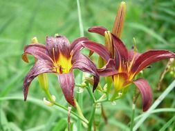 dark red lilies in green grass close-up