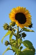 sunflower flower yellow floral nature