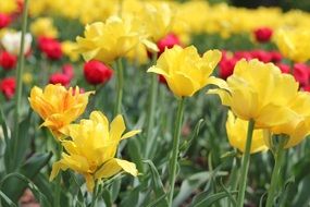 colorful tulips flowers macro photography