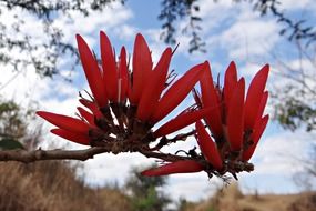 tropical red erythrina-indica flower in summer