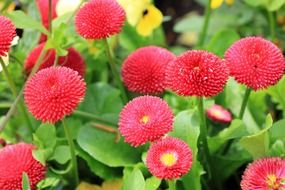 growing red flowers in the garden