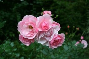 fascinating rose garden