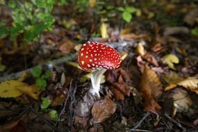 red fly agaric toxic mushroom