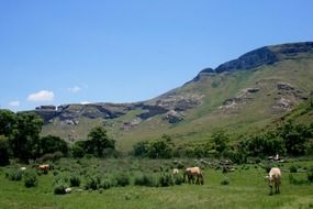 horses grasing on the green slope