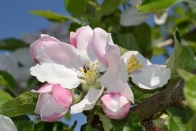 apple tree blossom in spring