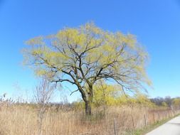 Tree in countryside in spring