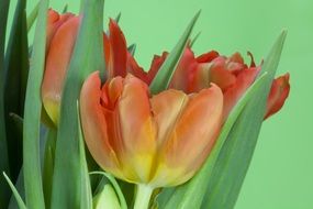 bouquet of tulips on a green background