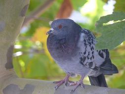 dove sits on a branch in spring