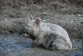 farm pig in mud