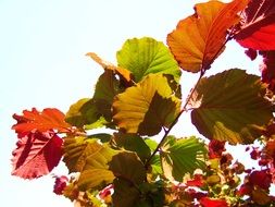 colorful leaves under the bright sun close up on blurred background