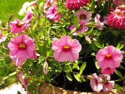 Pink flowers in summer