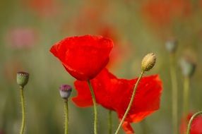 roadside poppy blossom