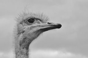 Black and white photo of an ostrich head