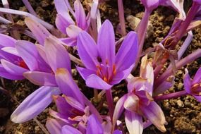 flowering purple crocuses close-up
