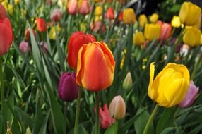 glade with colorful tulips