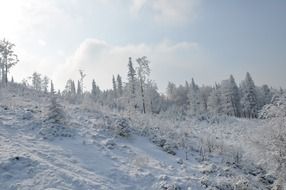winter mountains with trees landscape
