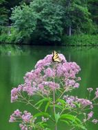 butterfly on a pink flower near the lake