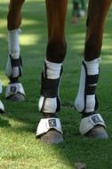 Horse legs on green grass