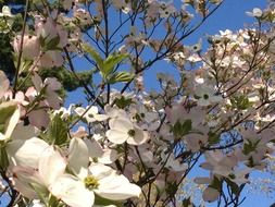 White dogwood flowers blossom