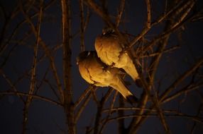 two birds on a branch under the moonlight