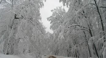 winter forest in january