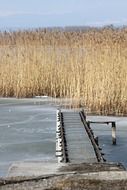 reeds on the Murten lake region