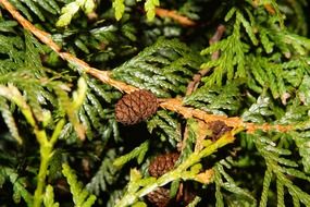 pine cones on a green branch