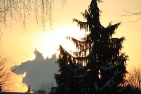 fir at winter sunset