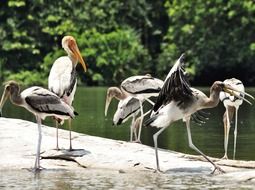 Beautiful and colorful birds near a river with plants along in India