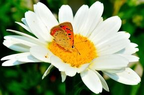 Moth on the yellow white flower