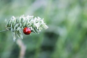 red ladybug insect macro