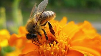 honey bee on flower, macro